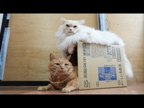 猫の動画サムネイル - おいしい烏龍茶　box and cat　250622