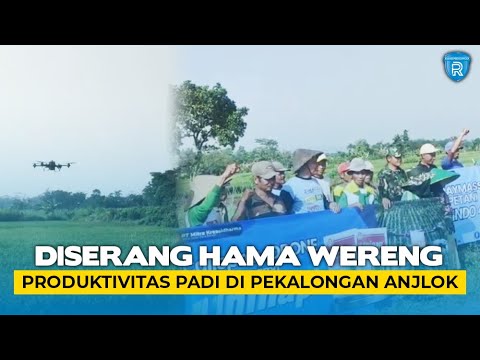 Diserang Hama Wereng, Produktivitas Padi di Pekalongan Anjlok