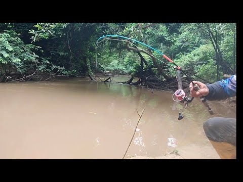 Berburu Ikan Baung Di Tengah Hutan Kalimantan Seremmm Tapi Banyak Tarikannya..