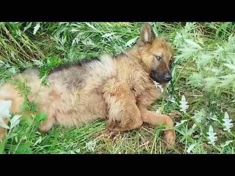 Poor Dog Endured Three Days Under the Blazing Sun Without Food or Water Unable to Move at All