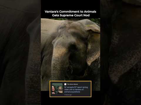 Elephant King of the Jungle 🐘🌳 #shorts #nature #WildVibes