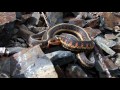 Cold-Blooded Animals and Their Behavior