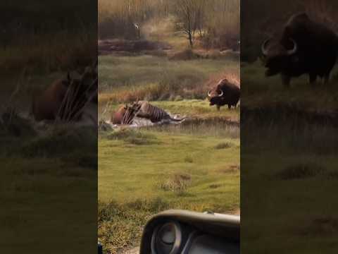 A buffalo attacks a tiger that is attacking its friend. 🐯🐃 #shorts