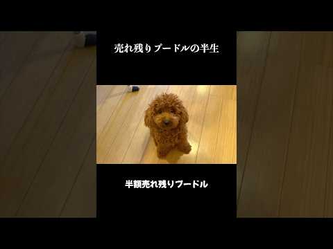 売れ残りプードルの半生。