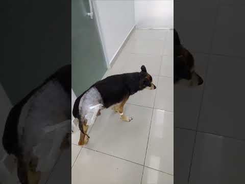 TOBBY OPEROU, AMPUTOU A PATA E VOLTOU A ANDAR. (leia a descrição).