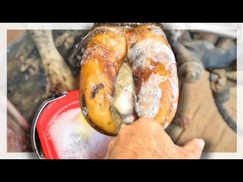 Hoof Cleaning ASMR