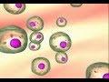 Cell Division and Genetic Mutations