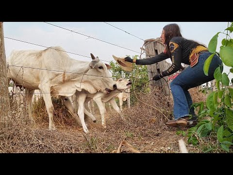 EU SOZINHA CONTRA 2 VACAS BRAVAS!