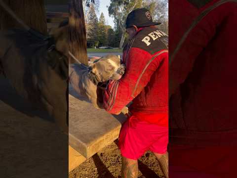 He took his arm😱😱 #dogtraining #workingk9 #dog #k9 #dogbreed #workingdog #americanbully #doglover