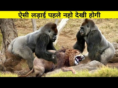 जानवरों की 5 ऐसी लड़ाई जहां शिकार खुद भारी पड़ गया शिकारी पर || Amazing Animal Survival.