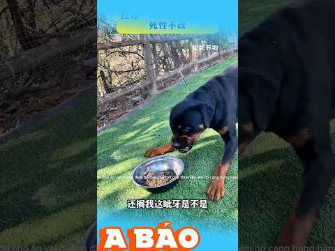 Cụp cái pha xuống liền🫣 #reviewvui #shortvideo #xuhuongtiktok #haihuoc #dongvat #giaitri