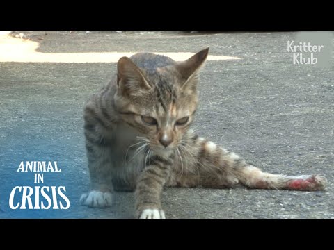 For A Stray Kitten With Disabled Legs, Dog Becomes Her Legs | Animal in Crisis EP274