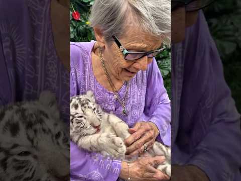 Eles RESGATARAM um filhote de TIGRE abandonado pela mãe e então...