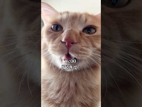 猫と一緒に過ごす朝のひととき：癒やされる日常動画 サムネイル