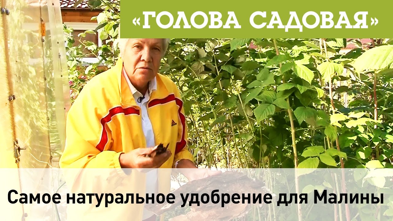 Самое натуральное удобрение для Малины
