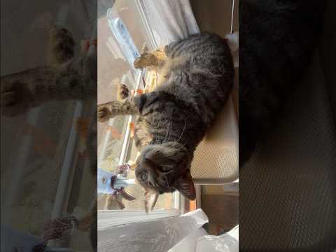 手作りハンモック