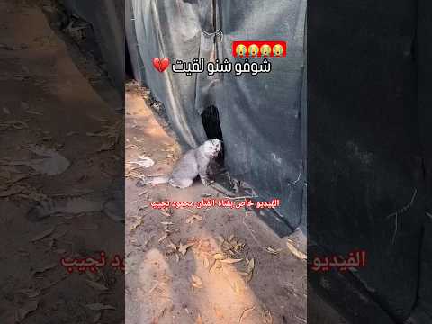 أحقر الناس يلي يرمي هي القطط يلي ماتقدر تعيش في شوراع ربي ينتقم منكم😭😭😥😥😥😥😭🤩
