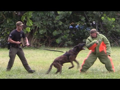 Police K9 Unit - Elite Attack Training | Multiple Perps, Savage Bites – MB 2020