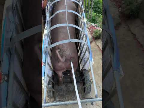 I Moved a Pig from a Truck to a Farm and SURVIVED!