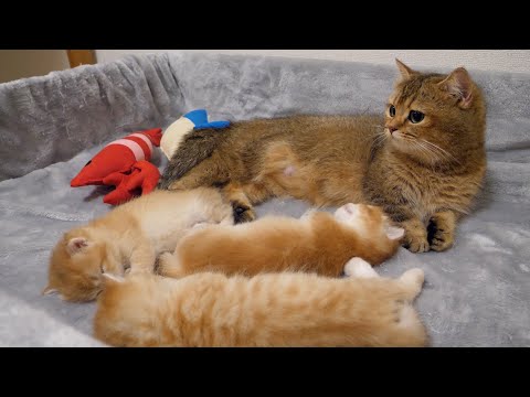 Thanks to Charo, a mother cat who continues to raise her kittens without a break!