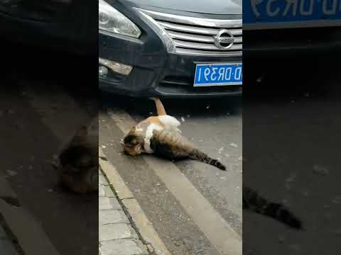 The ultimate guide to viral cat fights#viral #shorts #reels #like #cat