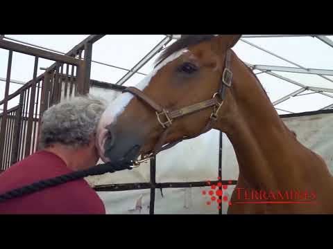 Chiropractic Adjustment for a Horse | Horse Chiropractor | TerraMines