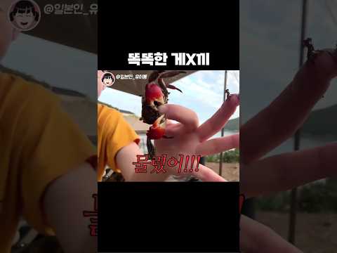 게 농락 당하는 일본인