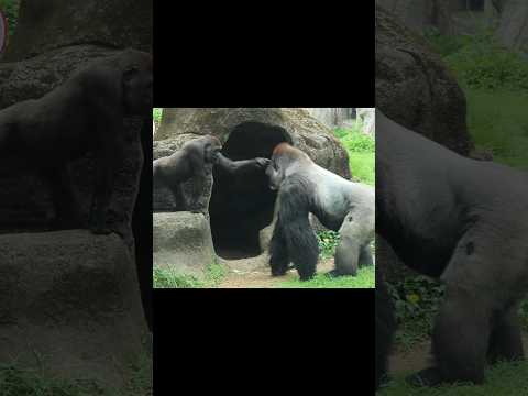 gorilla play prank on Daddy 😆 #gorillatag #金剛猩猩 #台北市立動物園 #zoo #shorts サムネイル