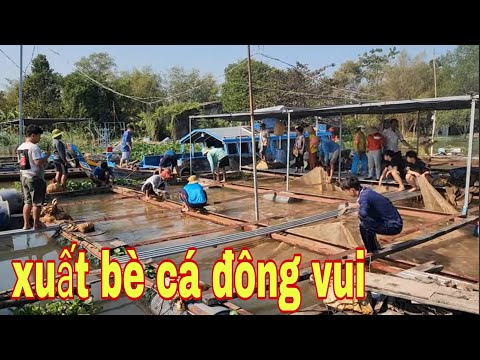 Nghề Nuôi Cá Bè Đầu Năm Mới Trúng Đậm Vì Giá Cá Diêu Hồng Lên Cao # SĂN BẮT ĐỒNG THÁP #