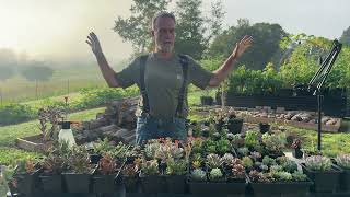 Growing 1000 Succulents Using AI: Watch to See How I Did It!