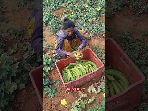రైతు కష్టానికి ఏ విలువ లేదు 😥😭 #shortsvideo#trending#farmer@LaxmannaFarmerVlogs