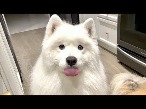 My dog goes through emotional ups and downs