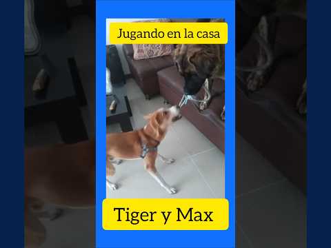 Max y Tiger jugando