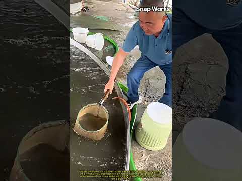 수산 종묘장 대형 수조 치어 생존율 검수 및 이송 작업 #worker #process #hatchery #breeding #fishery