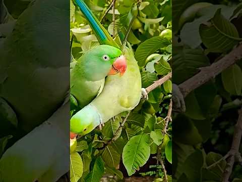 Talking Parrots Sitting on Guava Tree #parrot #parrotparadise talkingparrot