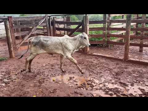 LOTE 100