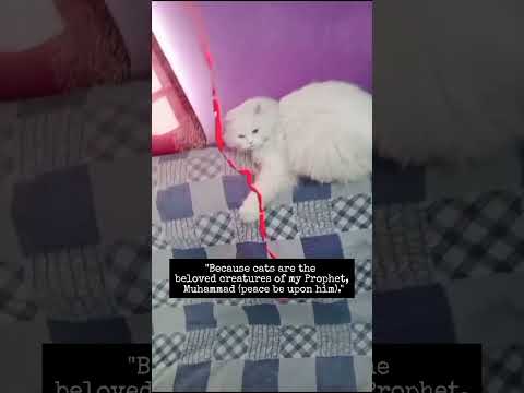 "Because cats are the beloved creatures of my Prophet, Muhammad (peace be upon him)."#cat #shorts