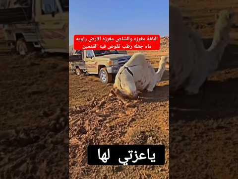 الناقة مغرزه والشاص مغرزه