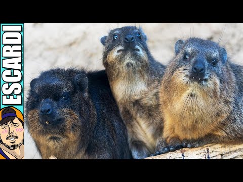 AWAWAS QUIEREN COMIDITA [ Fandub Español ]