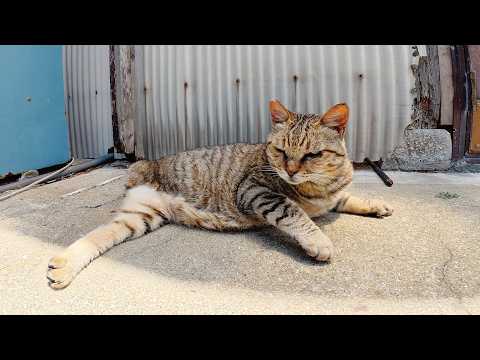 路地裏で三本脚のキジトラ猫がスリスリして甘えてきた