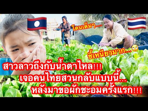 สาวลาวถึงกับน้ำตาไหล!!!เจอคนไทยสวนกลับแบบนี้…หลังมาขอผักชะอม