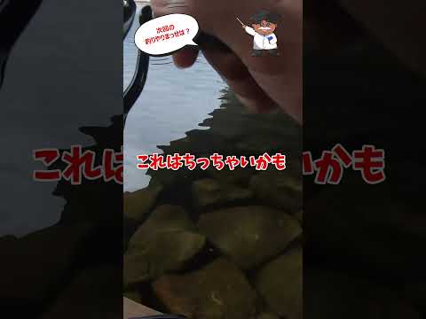 次回の釣りやりまっせは？　#shorts