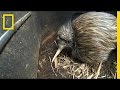 Challenges and Conservation of Kiwi Species