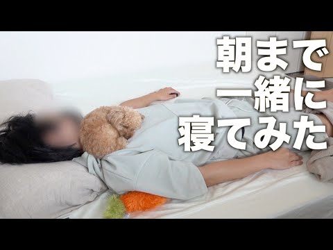 飼い主に添い寝しないと寝られない甘えん坊トイプードル