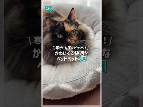 寒がりな子にピッタリ！かわいくて快適なペットベッド３選 #ニトリ #ニトリ商品 #ペットベッド #洗えるペットベッド #ペット用品