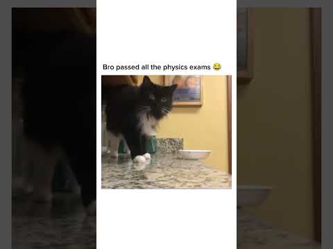 CAT Tempts Fate! Living on THE EDGE! #funnycatvideos #catshorts #funnycats