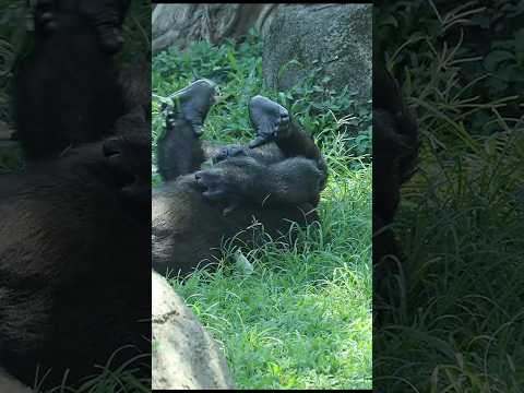 gorilla fun playing 😆 #gorillatag #金剛猩猩 #taipeizoo #台北市立動物園 #zoo #shorts サムネイル