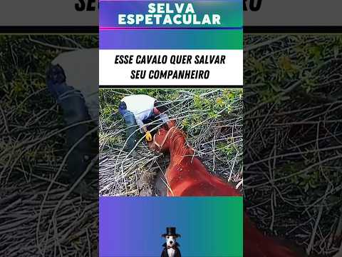 Esse CAVALO SELVAGEM veio pedir ajuda dos HUMANOS #animais #Selva #vidaanimal #cavalo #vidaselvagem