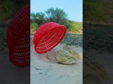 Creative quail trap ｜ best method quick bird trap using basket #shorts #diy trap