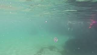 Snorkel safari June 2026